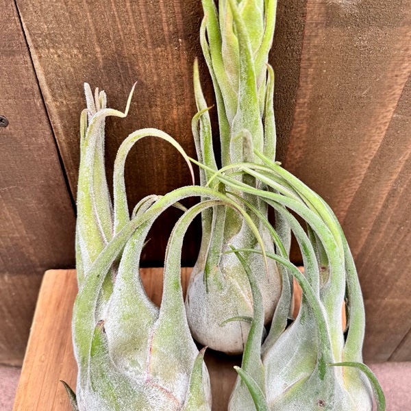 チランジア　セレリアナとかセット おしゃれ 観葉植物 エアープランツ：チランジア セレリアナHB 鉢植え