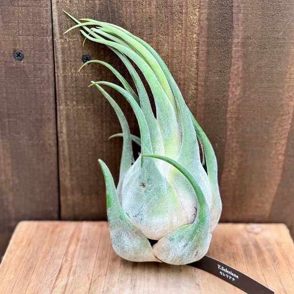 観葉植物 エアープランツ：チランジア セレリアナ L* | 観葉植物