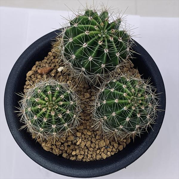 サボテンロビビオプシス 親株と成長中の子供達 サボテンロビビオプシス 親株と成長中の子供達 Cuttings] Cactus