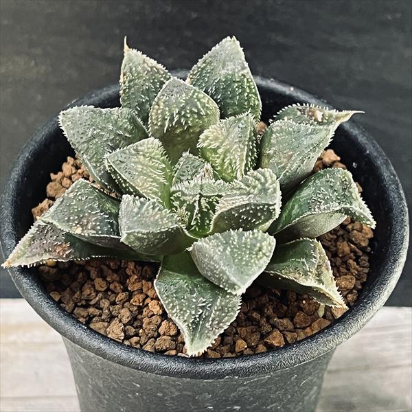 多肉植物：ハオルチア 毛蟹*幅6cm | サボテン＆多肉植物,多肉植物