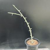 �����ǥå��������ǥ˥��������ܡ������ޤ���*��3���