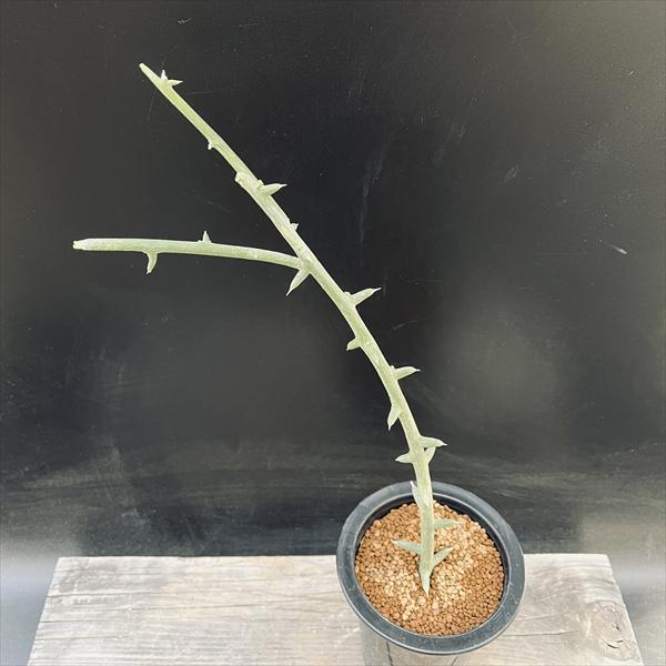 コーデックス：アデニア グロボーサ 挿し木*幅3cm | サボテン＆多肉