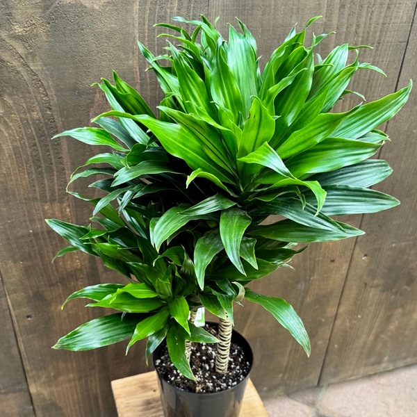 観葉植物：ドラセナ コンパクタ*5号プラポット | 観葉植物