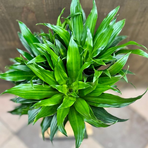 観葉植物 ドラセナ コンパクタ 観葉植物：ドラセナ コンパクタ*5号プラポット | 観葉植物,ミディアム