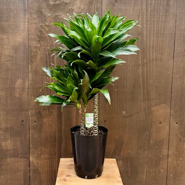 観葉植物 ドラセナ コンパクタ 観葉植物：ドラセナ コンパクタ*5号プラポット | 観葉植物