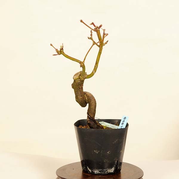 �ߺ��Ǻ��ġ����޻����ա����ʡ�*��ߤ�����ߥ���Acer momiji bonsai  �����ߺ�