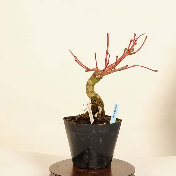 モミジ サンゴカク 【品番3403】 モミジ：珊瑚閣（サンゴカク）4