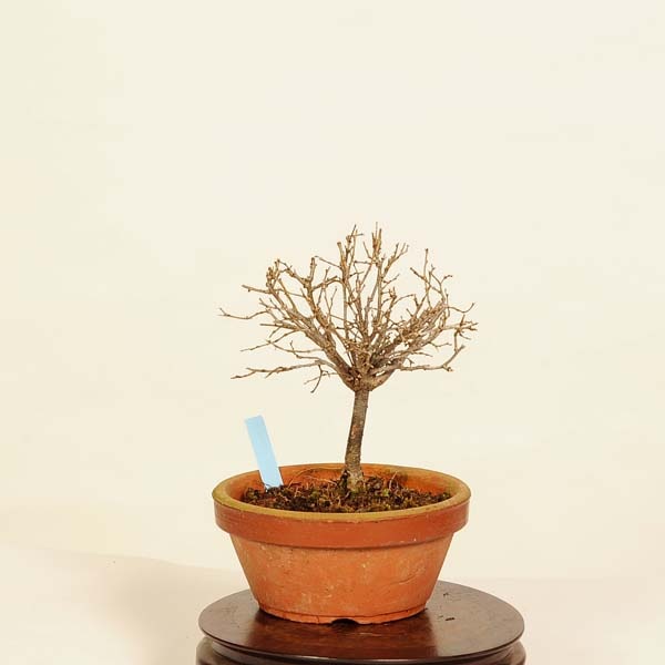 盆栽：欅(けやき) 現品*ケヤキ Zelkova serrata Keyaki bonsai