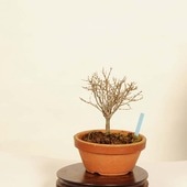 ߺϡݰ(䤭)*䥭 Zelkova serrataKeyaki bonsai ߺ