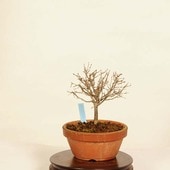 ߺϡݰ(䤭)*䥭 Zelkova serrataKeyaki bonsai ߺ