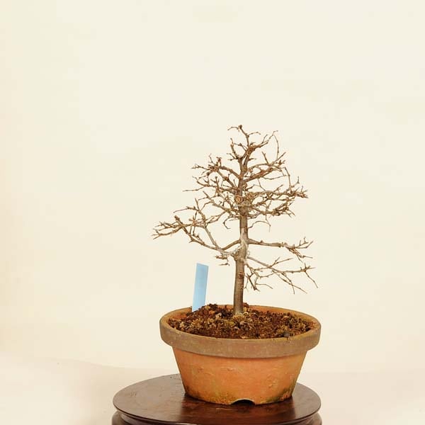 貴風盆栽本欅 貴風盆栽本欅 その他観葉植物
