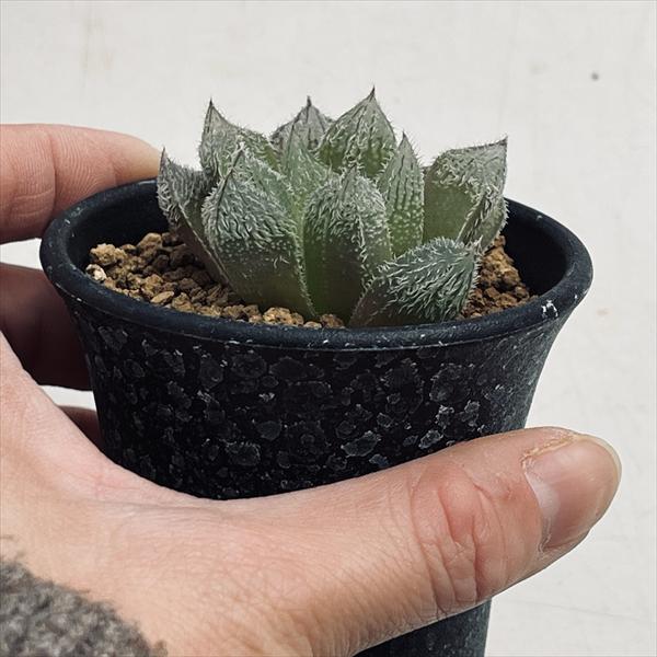 多肉植物：ハオルチア ベヌスタhyb.*S 幅4cm | サボテン＆多肉植物