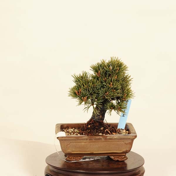 盆栽：五葉松(明星)* 現品 ごようまつ ゴヨウマツ Goyoumatsu