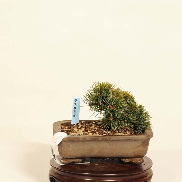 小品八房五葉松(明星) 3-1 八房五葉松 明星 神技 仙人 衣替