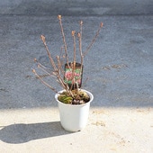 ���ڡ����ڡ�Ȣ���Ĥ꤬�ͤĤĤ�*��Ȣ�����ĥĥ����ϥ��ͥ�饵���ĥĥ�����饵���ĥꥬ�ͥĥĥ�)