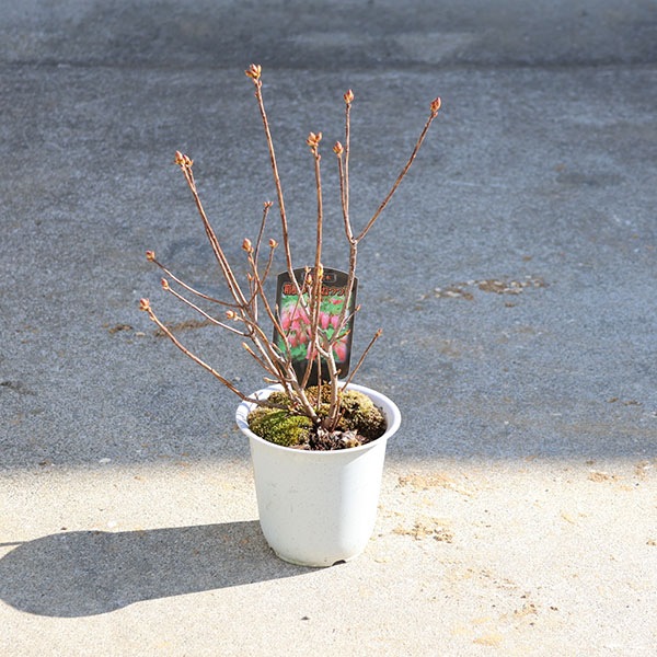 庭木・植木：箱根つりがねつつじ*（箱根釣鐘ツツジ／ハコネムラサキ