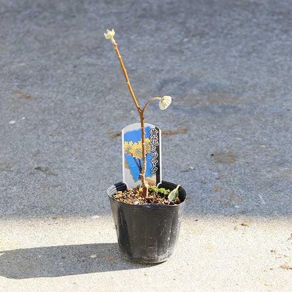 ġ֥ߥĥޥʻˡ3ݥå*ȯ