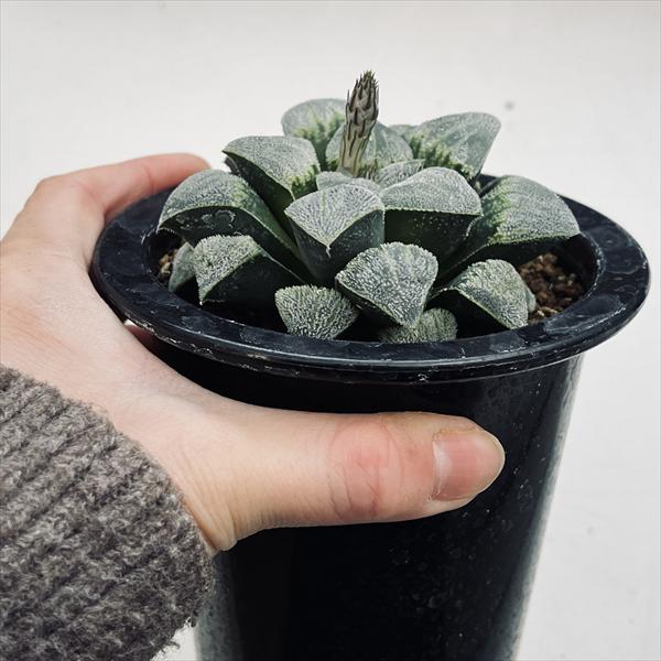 多肉植物：ハオルチア クリスティーB*幅8cm 現品！一品限り