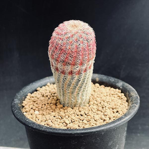 ���ܥƥ󡧥����Υ��쥦���������ۡ�����*M ��3���