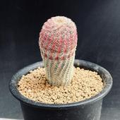 ���ܥƥ󡧥����Υ��쥦���������ۡ�����*M ��3���