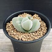 ¿����ʪ�����Х����� �ǥ����ѡ� ̵���*��4���