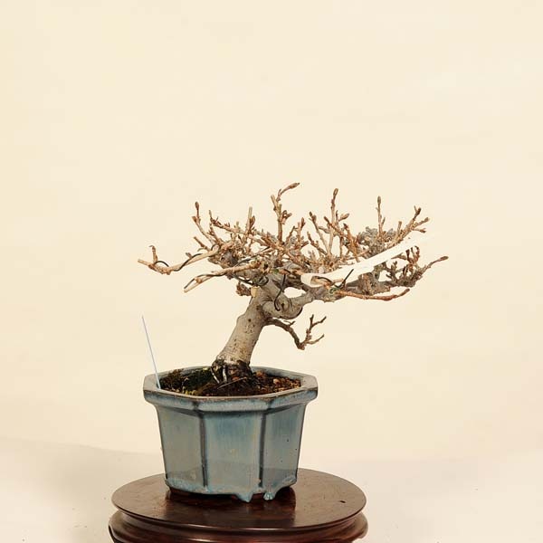 盆栽：寒ぐみ 現品*カングミ Kangumi bonsai Elaeagnus 小品盆栽