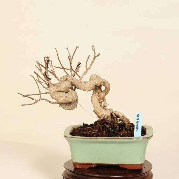 盆栽：つる梅もどき 現品*蔓梅擬 ツルウメ Tsuruumemodoki