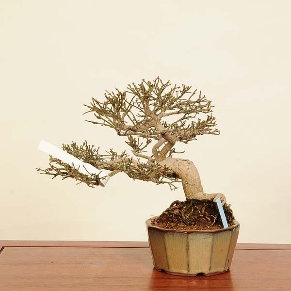 盆栽 特選：こまゆみ 現品*コマユミ Komayumi bonsai Euonymus alatus