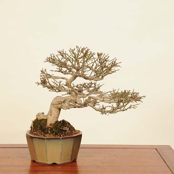 コマユミ 盆栽 コマユミ-J1（こまゆみ・小小真弓）ミニ盆栽の販売と育て方・作り方