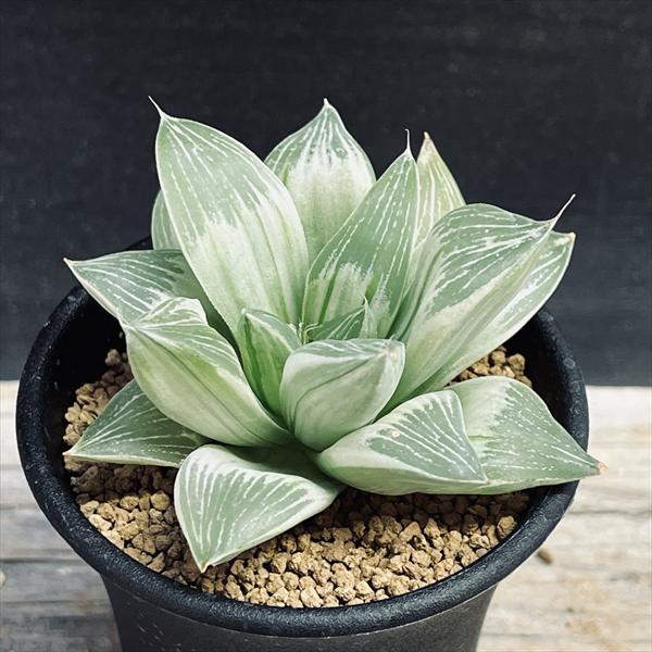 多肉植物：ハオルチア ミルキーウェイ*幅6.5cm | サボテン＆多肉植物