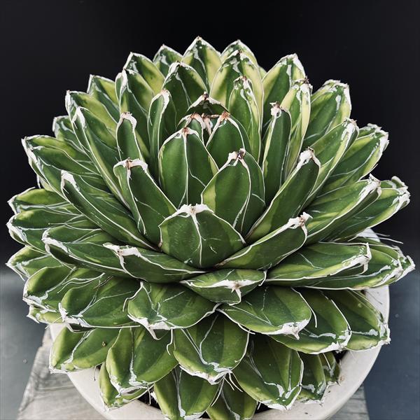 多肉植物：アガベ 輝山（きざん）特大サイズ*幅30cm 現品！一品限り 