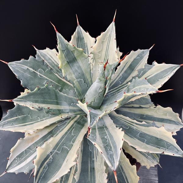 多肉植物：アガベ 怒雷神錦 ベルシャフェルティ 縞斑*幅40cm 現品