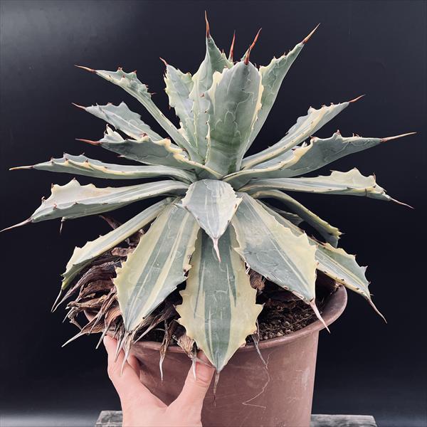 アガベ　フェロックス錦　トニーズタイガー 大株 アガベ フェロックス錦 フェロックストニーズタイガー 直径約55
