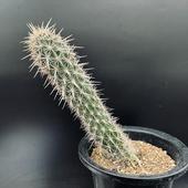 ���ܥƥ󡧥��ƥΥ��쥦�� �����ʥ��륫��*��6��������ʡ����ʸ¤�