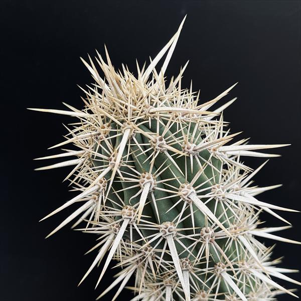 サボテン：ステノセレウス 入鹿（イルカ）*幅6cm 現品！一品限り