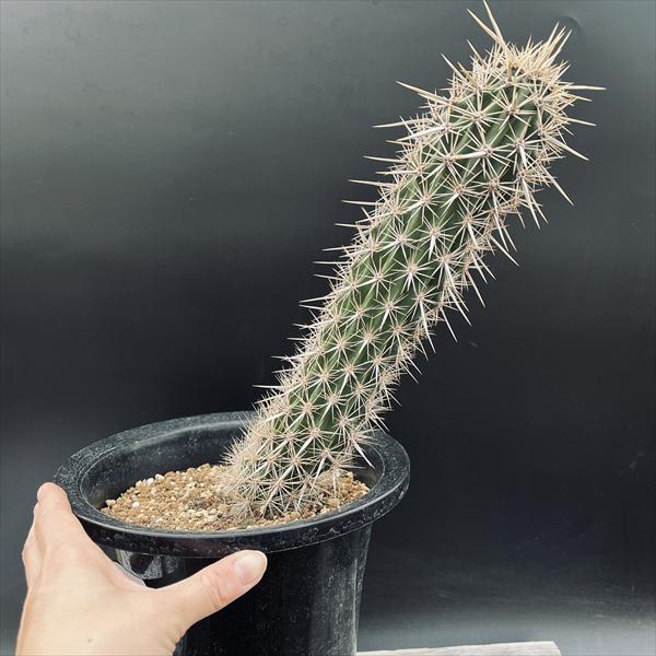 サボテン：ステノセレウス 入鹿（イルカ）*幅6cm 現品！一品限り