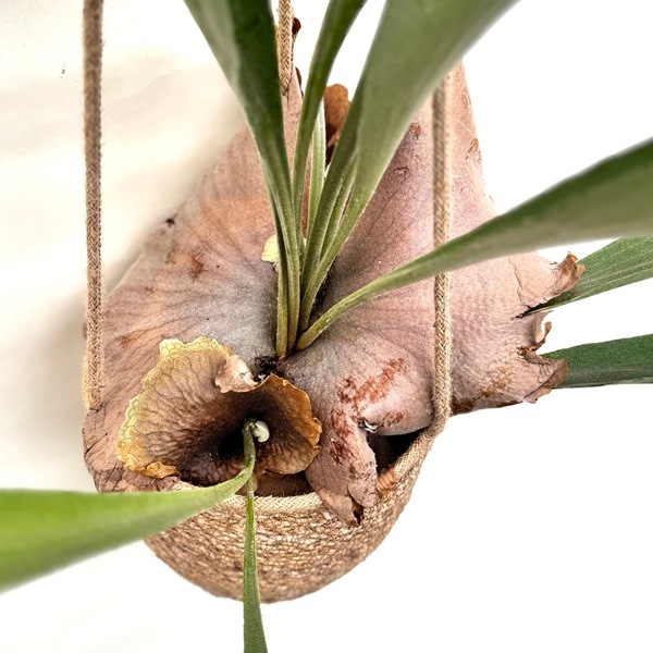 観葉植物：ビカクシダ コウモリラン 吊り鉢カバーセット* | 観葉植物