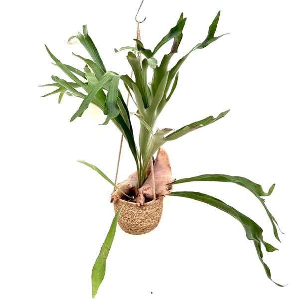 観葉植物：ビカクシダ コウモリラン 吊り鉢カバーセット* | 観葉植物