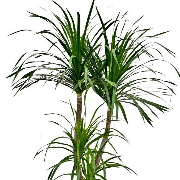 観葉植物：ドラセナ カンボジアーナ 鉢カバー 麻布付*現品 大型佐川