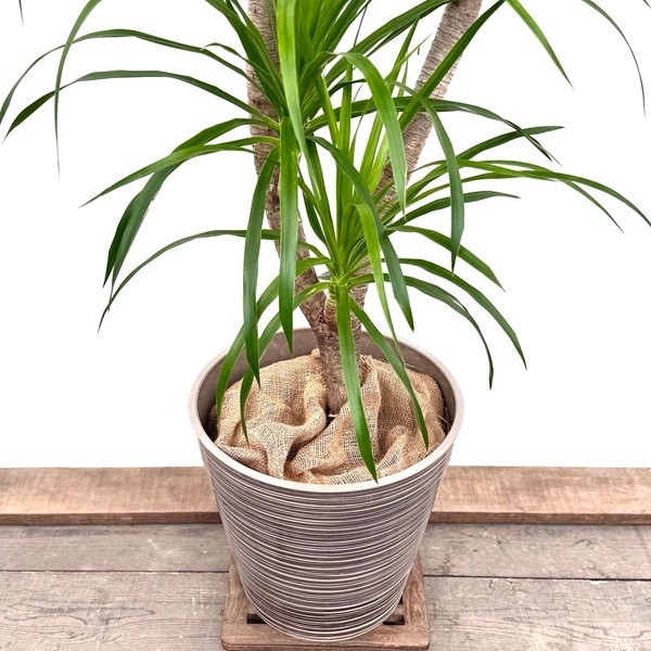 現品　ドラセナ　カンボジアーナ　1番　観葉植物　インテリア　ドライガーデン 現品 ドラセナ カンボジアーナ 1 観葉植物 ドライガーデン インテリア