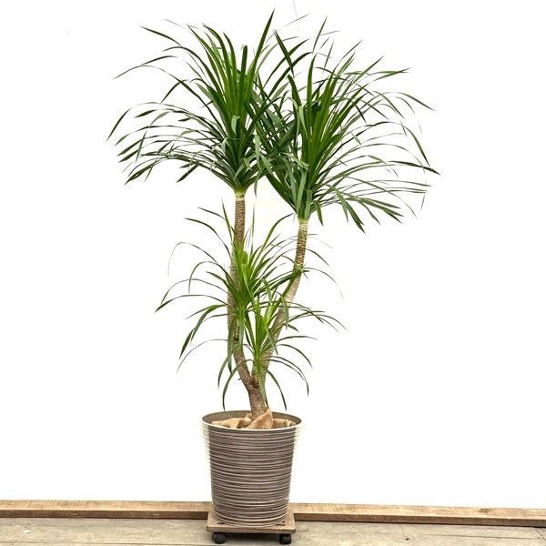 観葉植物：ドラセナ カンボジアーナ 鉢カバー 麻布付*現品 大型