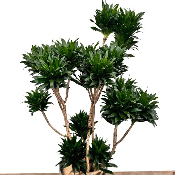 観葉植物：ドラセナ コンパクタ*鉢カバー 麻布付 2箱でお届け 現品