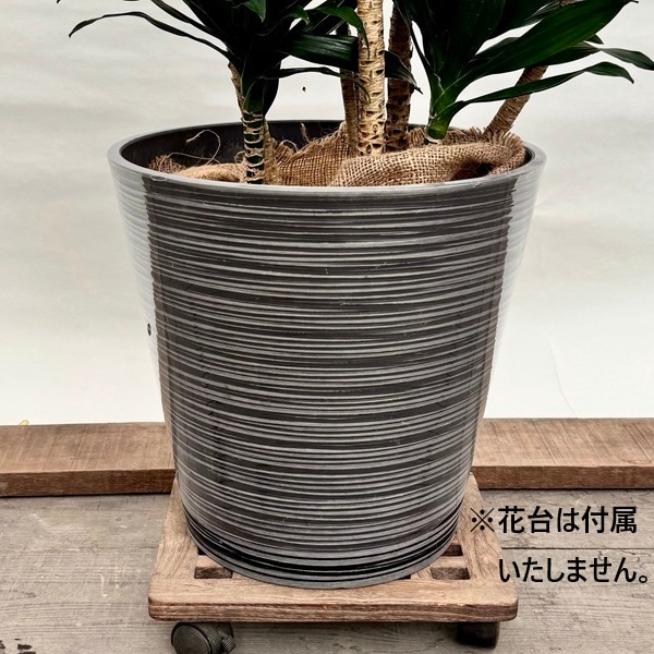 観葉植物：ドラセナ コンパクタ*鉢カバー 麻布付 2箱でお届け 現品