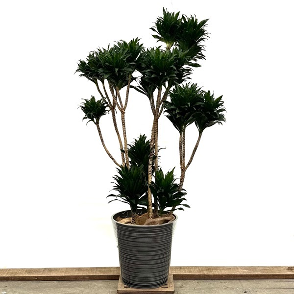 ドラセナ コンパクタ」の人気商品一覧 | 安い商品を通販サイトから探す