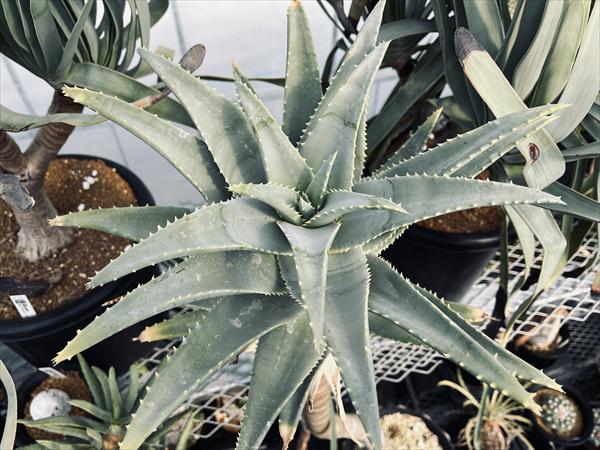 多肉植物：アロエ ピランシー*幅30cm 現品！一品限り ☆店頭に