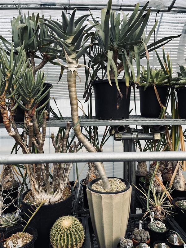 アロエ ピランシー 国内実生株 楽天市場】多肉植物：アロインドロン（アロエ） ピランシー 国内実生