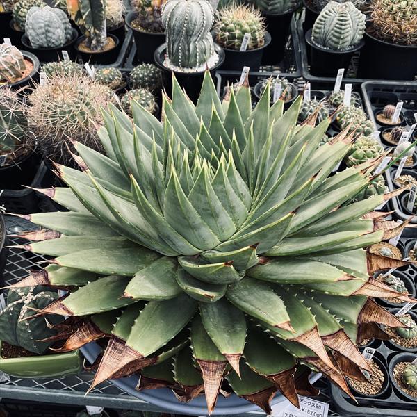 多肉植物：アロエ ポリフィラ*幅58cm 現品！一品限り ☆店頭にてお