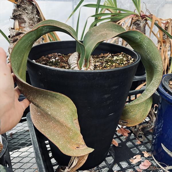 多肉植物：ウェルウィッチア ミラビリス 奇想天外*幅36cm 現品！一品