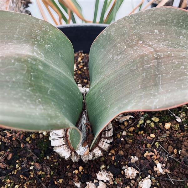 多肉植物：ウェルウィッチア ミラビリス 奇想天外*幅36cm 現品！一品