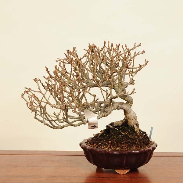 盆栽 特選：寒ぐみ 現品*カングミ Kangumi bonsai Elaeagnus 中品盆栽